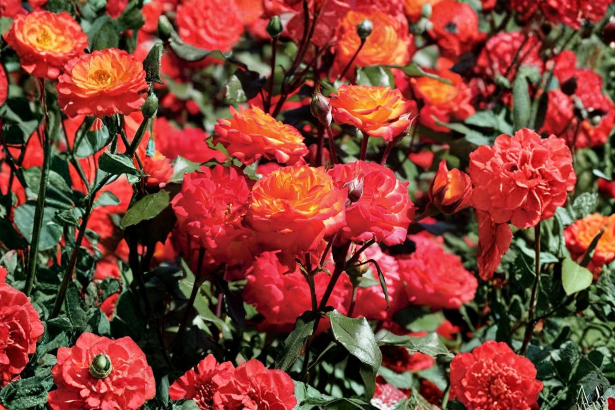 Charisma Floribunda Rose Bush 2 Gal Live Plant - Red Orange Yellow
