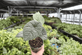 Alocasia Melo Live Plants - 4-Inch Pots (2-Pack) Exact Plants