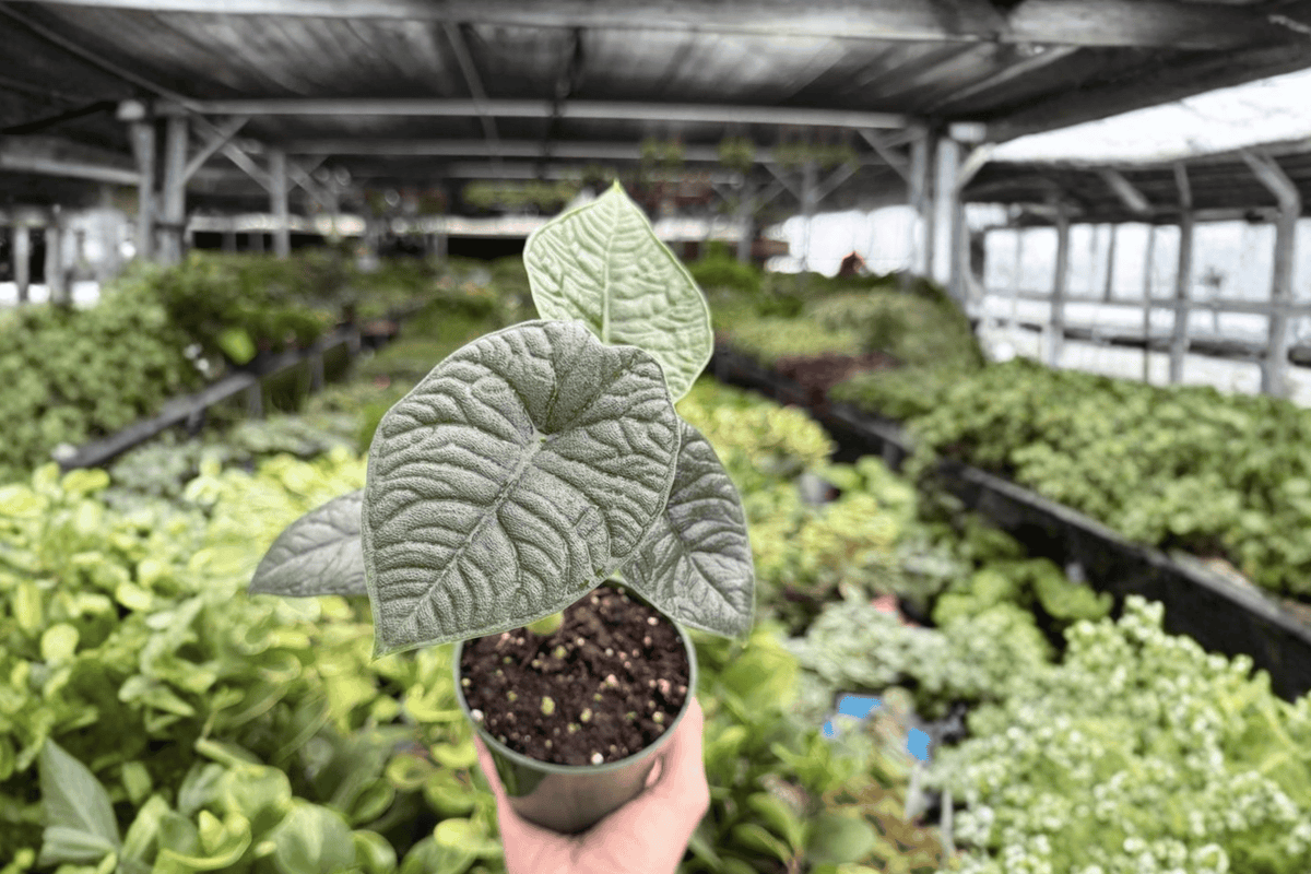 Alocasia Melo Live Plants - 4-Inch Pots (2-Pack) Exact Plants
