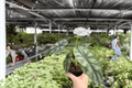 Alocasia Dragon Scale (Dragon Scale) - 2 Live Plants in 4-Inch Pots, 2 Exact Plants Potted