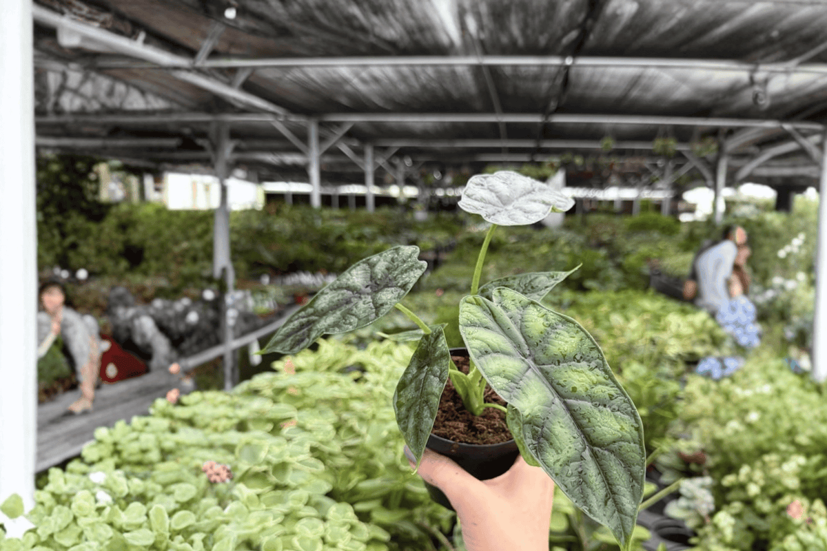 Alocasia Dragon Scale (Dragon Scale) - 2 Live Plants in 4-Inch Pots, 2 Exact Plants Potted
