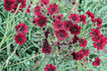 Chocamocha Chocolate Cosmos - 1 Live Plant in 4-Inch Pot