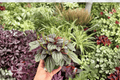 Peperomia Santorini Live Plants — 2 in 4" Pots (Exact Plants Shown)