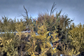 Golden Arborvitae Douglasii Aurea - Thuja occidentalis Quart Pot Live Plant