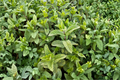 Berries & Cream Mint Live Plants (Mentha spp.) – 3–6 in Bare Root