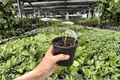 Alocasia Silver Wings (Silver Dragon × Scalprum) Live Plants - 2 Exact in 4-Inch Pots