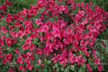 Azalea Mother’s Day 1 Gallon Live Plant – Pink to Red Blooming Shrub