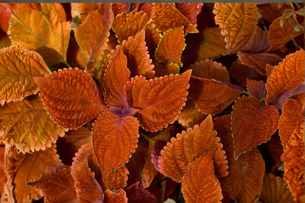 Rustic Orange Coleus Live Plants - 3 Bare-Root Cuttings, 4–6" Tall