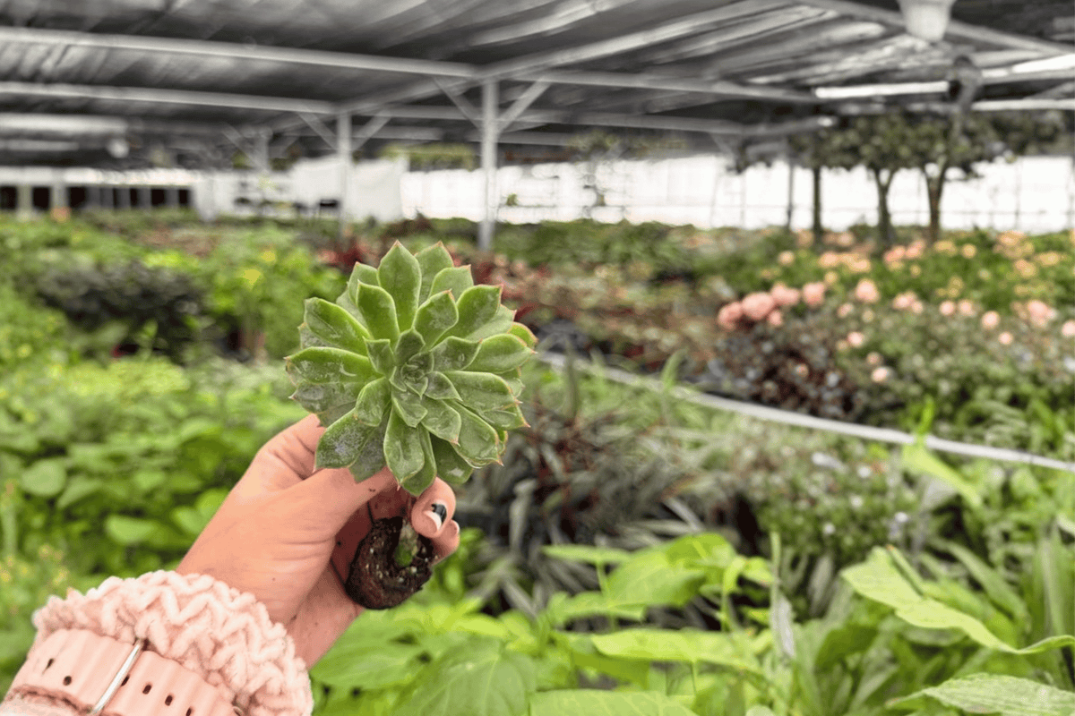 Echeveria Blue Speed Starter Plants (2-Pack) – 2-Inch Nursery Pot Size, Shipped in Soil Pods