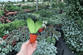 Hoya callistophylla Starter Live Plants – 2-Inch Pot, 2 Plants