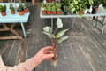 Apoballis acuminatissimum 'Lavallei' Red Sword Starter Plants – 2 Bare Root
