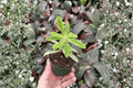 Euphorbia Ascot Rainbow Starter Plants — 2-Pack Bare Root