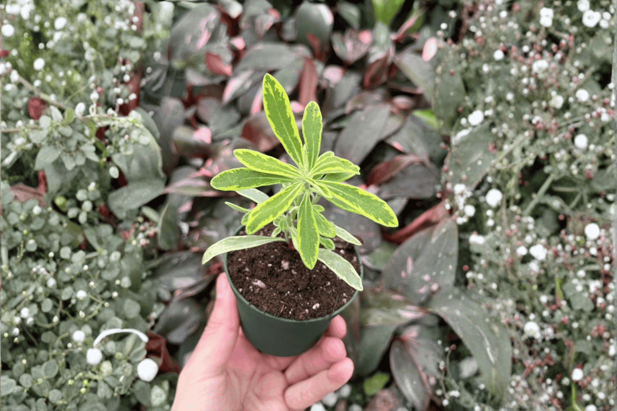 Euphorbia Ascot Rainbow Starter Plants — 2-Pack Bare Root