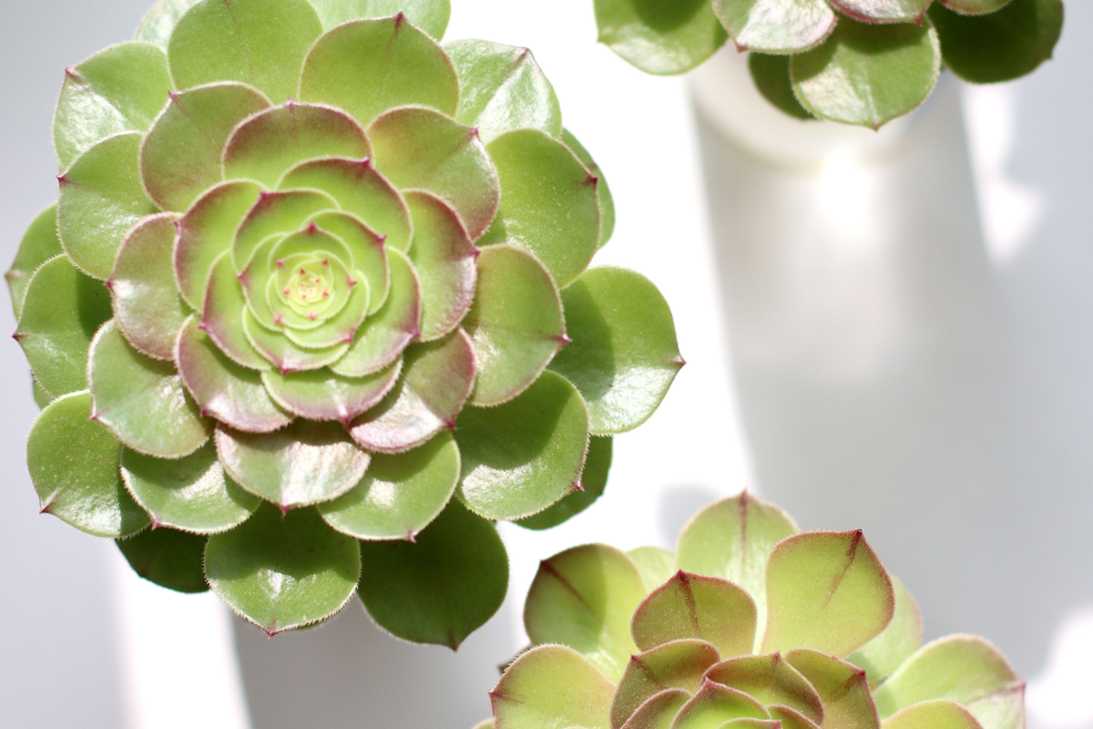 Aeonium Rare Unrooted Cutting – 3–4 Inch Live Succulent Propagation