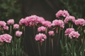 Dreameria Daydream Sea Thrift (Armeria pseudarmeria) 1 Live Plant in 4-Inch Pot