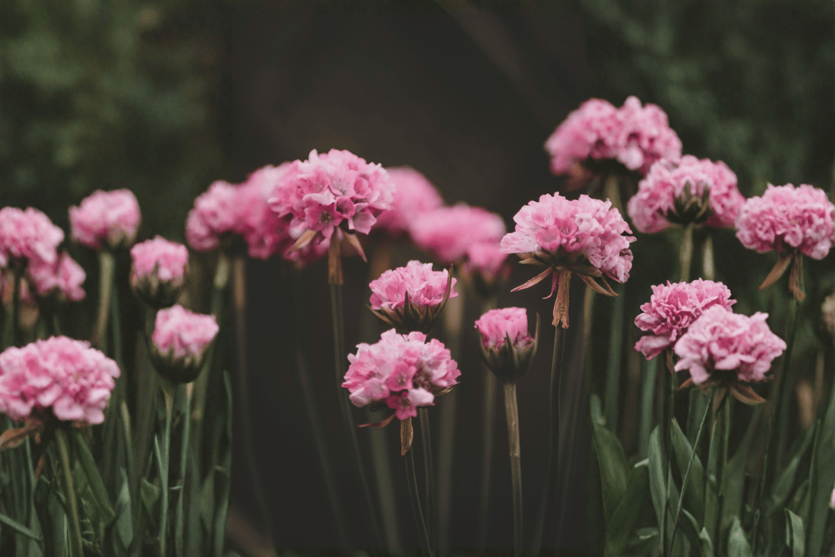 Dreameria Daydream Sea Thrift (Armeria pseudarmeria) 1 Live Plant in 4-Inch Pot