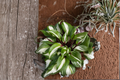 Hosta Raspberry Sundae Bare Root Starter Division