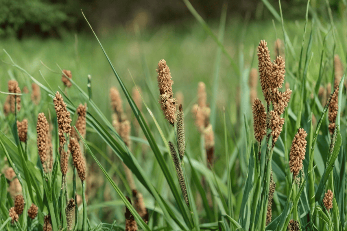 Chisai Clustered Field Sedge (Carex praegracilis 'Chisai') - 4-Inch Pot, 1 Live Plant