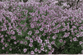 Spicy Orange Lemon Thyme Live Plant (4-Inch Pot) – Thymus × citriodorus 'Spicy Orange'