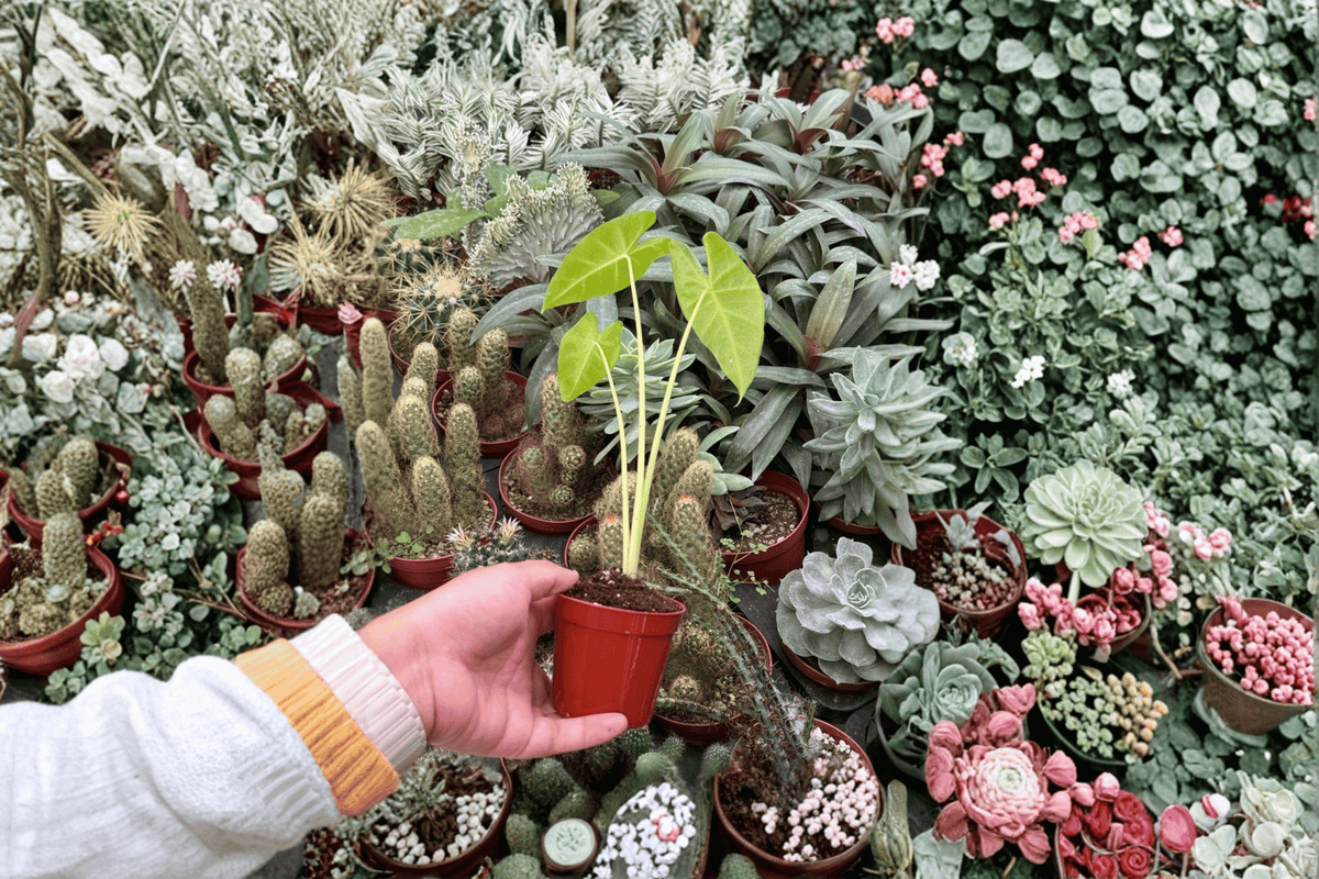 Alocasia Lutea 2 Live Starter Plants (2-inch) – Alocasia macrorrhizos 'Lutea' | Bare Root