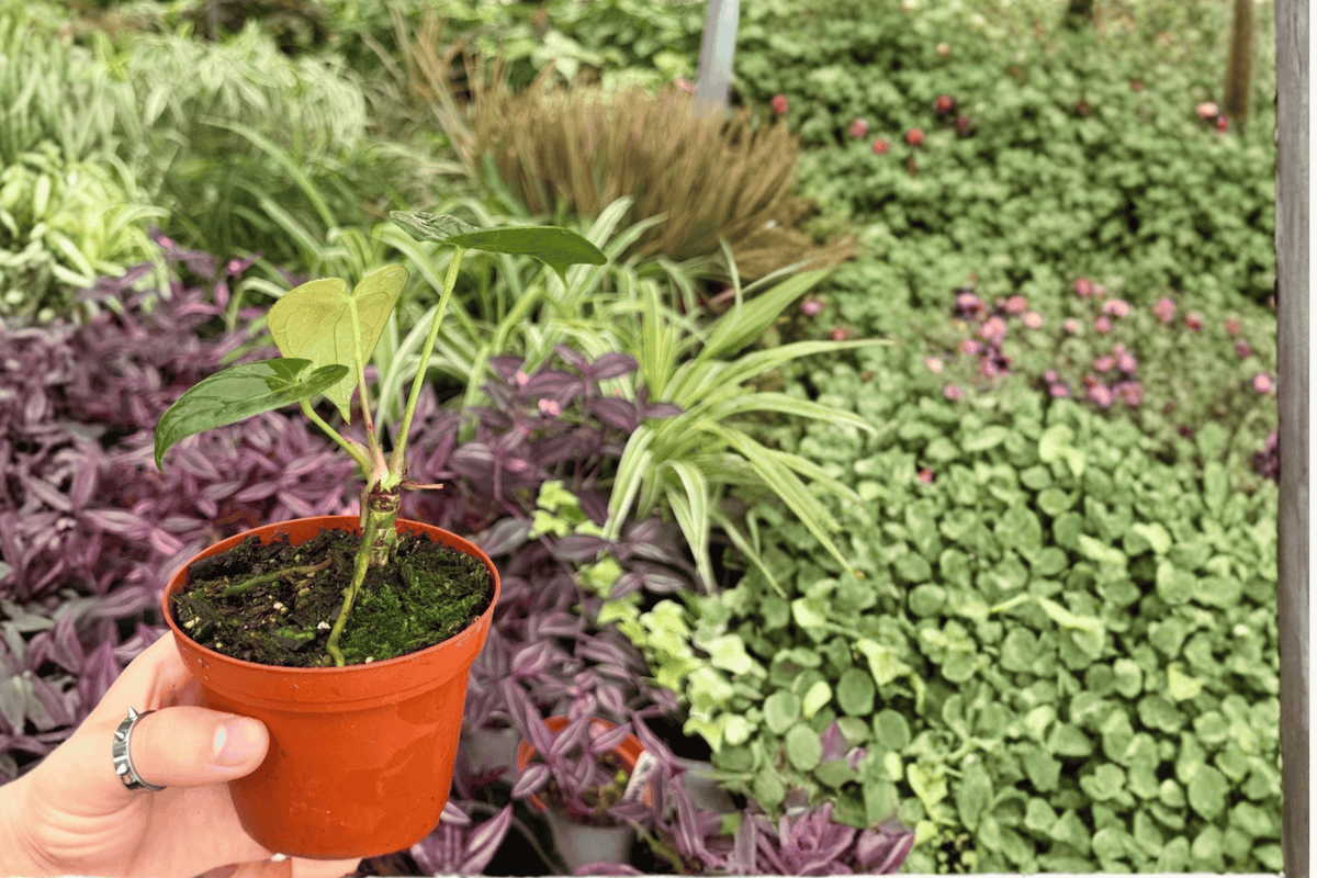 Anthurium Legend × Besseae - 2 Exact Live Plants (4-inch, Bare Root)