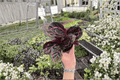 Calathea 'Dottie' Live Plants (Goeppertia roseopicta 'Dottie') - 2 in 4-Inch Pots