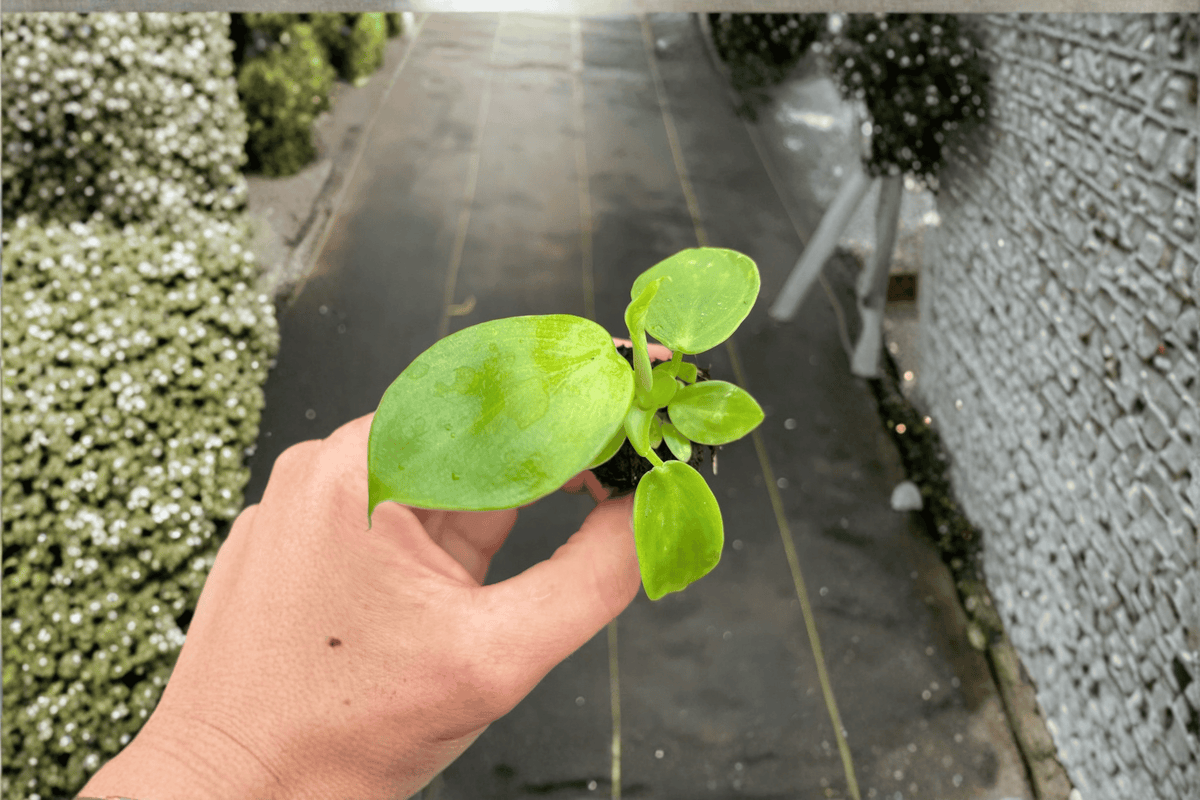 Marbled Philodendron pittieri Starter Plants – 2 Live Plants, 2-Inch Pots, Fully Established Roots