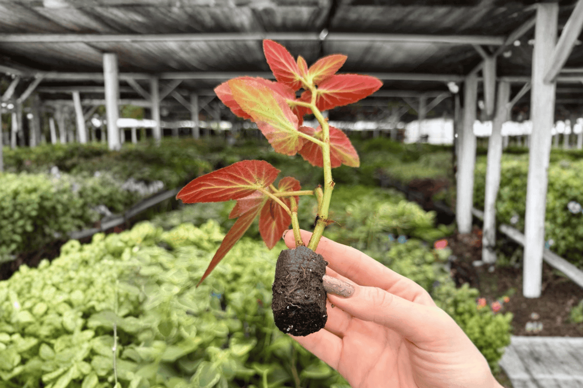 Begonia Brazilian Lady Starter Plants - 2 Exact Live Begonia ‘Brazilian Lady’