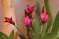 Curcuma Siam Splash Live Plant | 4–6 Inches Tall | Tropical Flowering Ginger