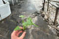 Alocasia Triangularis Starter Plants – 2-Inch Pots, Bare Root (2 Live)
