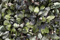 Bronze Beauty Ajuga reptans Carpet Bugle - 4-Inch Pot, 1 Live Plant