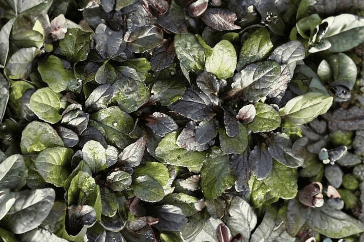 Bronze Beauty Ajuga reptans Carpet Bugle - 4-Inch Pot, 1 Live Plant