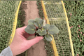 Apache Redcoats African Violet Starter Plants (Streptocarpus ionanthus) - 2 Live Cuttings