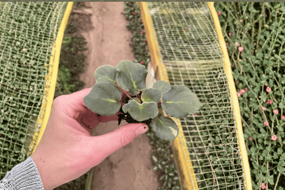 Apache Redcoats African Violet Starter Plants (Streptocarpus ionanthus) - 2 Live Cuttings