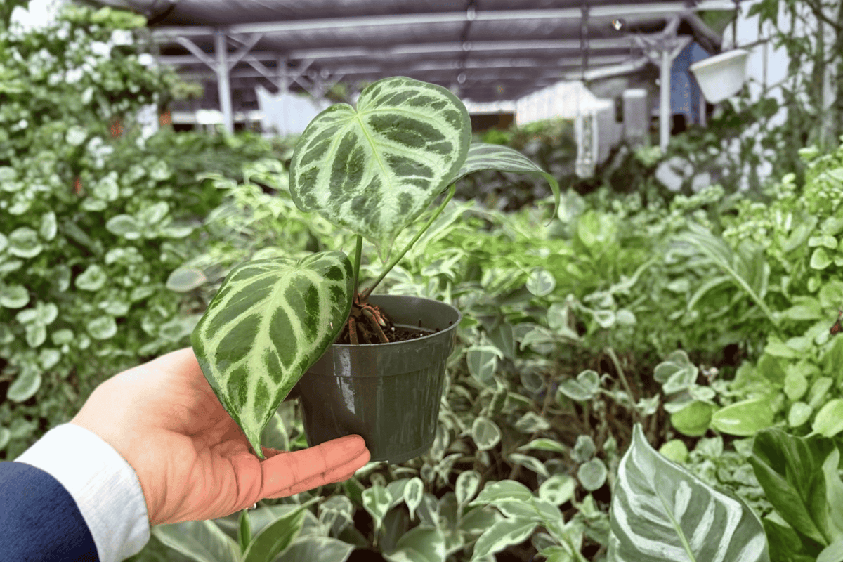 Anthurium Silver Hope x Red Sinus - 2 Live Plants in 4-Inch Pots