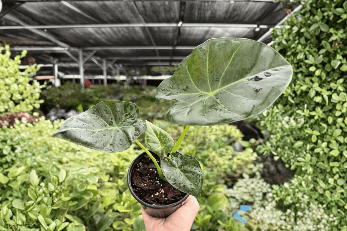 Alocasia Regal Shields - 2 Live Plants in 4-Inch Pots (Exact Photo Listing)