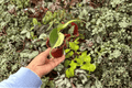 Philodendron Cream Splash Starter Plants — 2-Pack Bare Root
