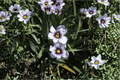 Dwarf Blue-Eyed Grass (Sisyrinchium bellum 'Nanum') – 1 Live Plant in 4-Inch Pot