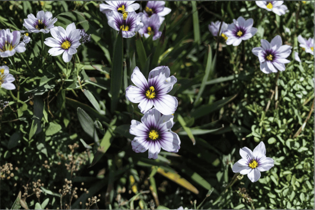 Dwarf Blue-Eyed Grass (Sisyrinchium bellum 'Nanum') – 1 Live Plant in 4-Inch Pot