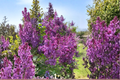 Pocahontas Lilac Live Plant – Syringa x hyacinthiflora 4-Inch Pot, Early Spring Deep Purple Blooms