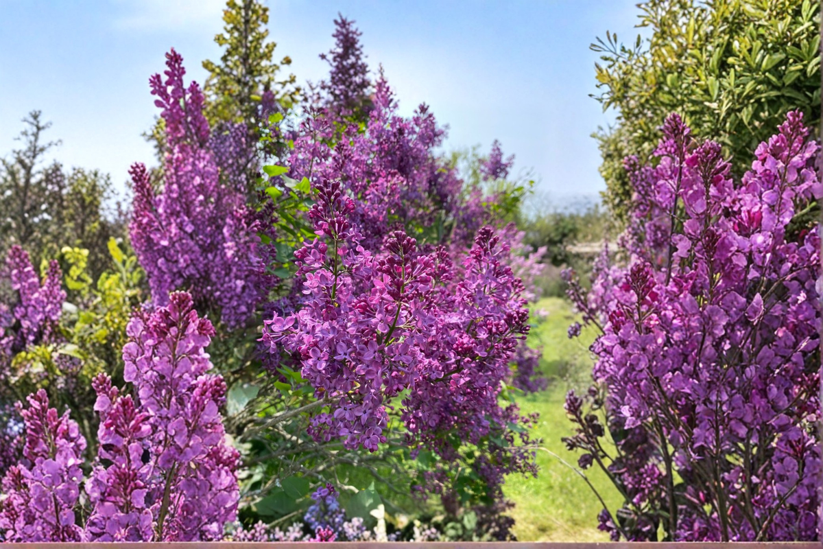 Pocahontas Lilac Live Plant – Syringa x hyacinthiflora 4-Inch Pot, Early Spring Deep Purple Blooms