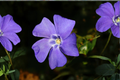 Vinca Major (Periwinkle) Bare Root Plants - 30 Live Vinca major
