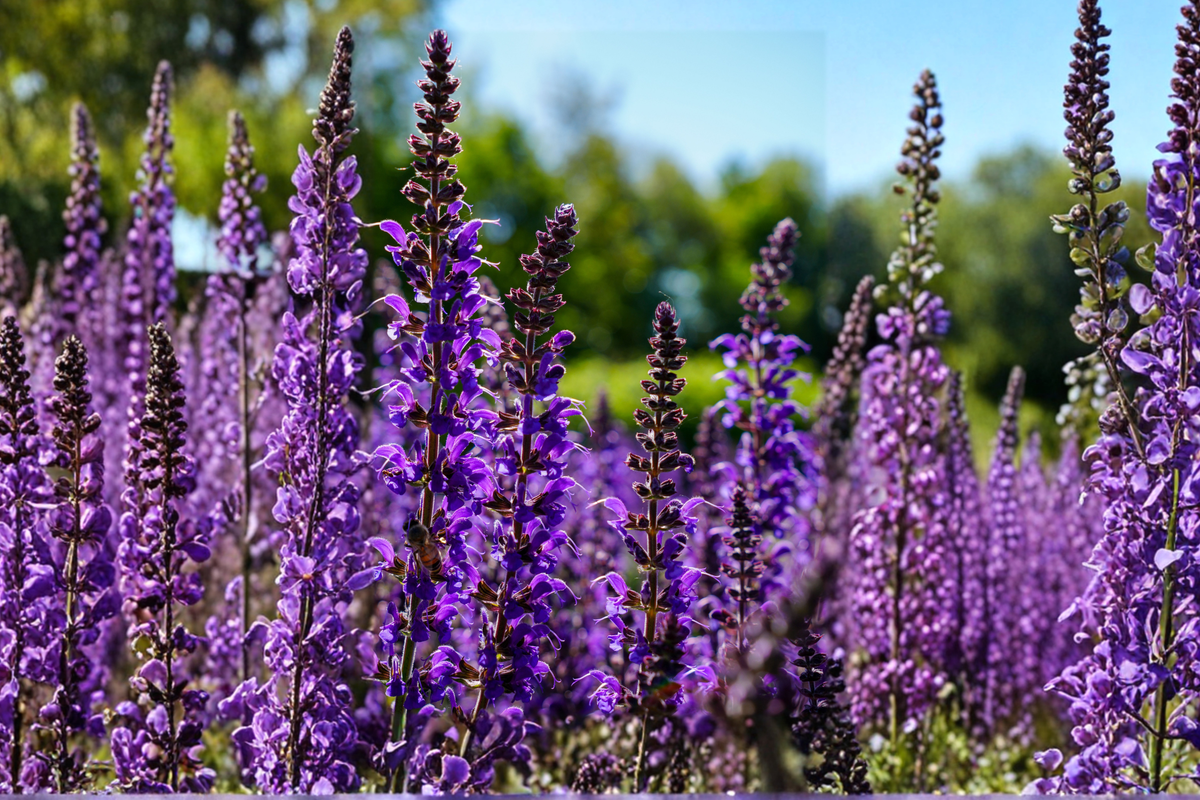 Caradonna Salvia Nemorosa - 3 Rooted Starter Plants in 1-Quart Pots