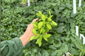 Hoya burtoniae - 2 Live Plants in 4-Inch Pots (Exact Plants Pictured)