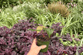 Anthurium Crystal Golden Live Plants - 2 Exact 4-Inch Bare Root