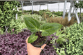 Anthurium FS (Fort Sherman) × Goliath - 2 Live 4-Inch Pots (Hybrid Anthurium)