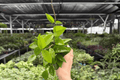 Hoya Jade 2 Exact Live Plants in 4-Inch Bare Root Pot Size