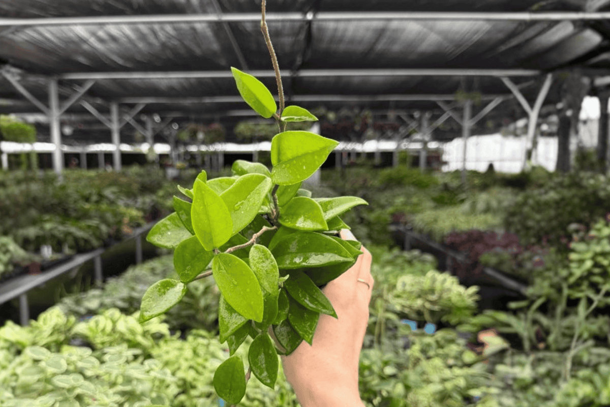 Hoya Jade 2 Exact Live Plants in 4-Inch Bare Root Pot Size