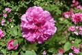 Scented Pink English Rose Seeds – 20 Seed Pack, Fragrant Ornamental Shrub