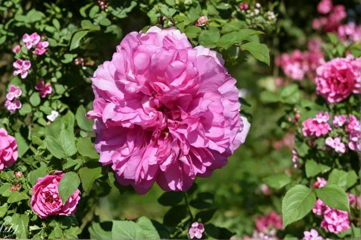 Scented Pink English Rose Seeds – 20 Seed Pack, Fragrant Ornamental Shrub